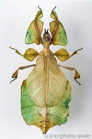 Walking Leaf Insect From The Walking Stick Family Of Insects Insects Cool Insects Stick Insect