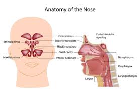 Nasal vestibulitis is the diffuse dermatitis of nasal vestibule. Nasal Vestibulitis Pimple Inside Nose Beauty News