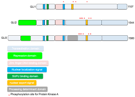 Explore over 350 million pieces of art while connecting to fellow artists and art enthusiasts. Ijms Free Full Text Hedgehog Signaling Implications In Cancers And Viral Infections Html