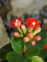 Image result for Kalanchoe blossfeldiana