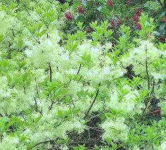 Image result for Chionanthus niloticus