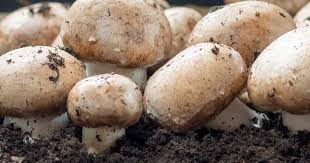 The first step, if you want to be able to grow your mushrooms without the stress of worrying over temperature, humidity, and other environmental conditions, is to find your babies a perfect growing area. A Guide To Growing Mushrooms Love The Garden