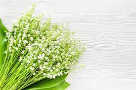 We did not find results for: 123 181 May Flowers Photos Free Royalty Free Stock Photos From Dreamstime