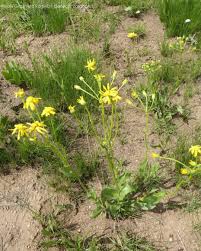 Image result for Senecio latifolius