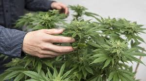 Cannabis Auf Rezept Wer Darf Das Medikament Bekommen