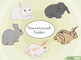 This article takes a look at the research. How To Care For An Injured Rabbit With Pictures Wikihow