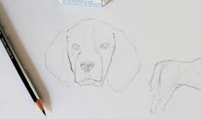 All in all, drawing realistic pets from photographs provides a solid foundation and excellent instruction. Drawing Realistic Animals How To Draw A Dog