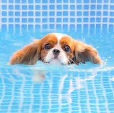 Sweet Swimming Love Bug Cavalier King Charles Spaniel King Charles Cavalier Spaniel Puppy King Spaniel Cavalier King Charles Dog