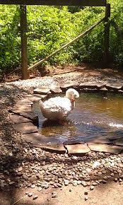 What To Use For A Duck Pond And How To Keep It Clean Backyard Ducks Duck Pond Duck Coop