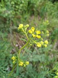 Image result for Ruta graveolens