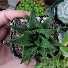 Image result for Haworthia limifolia