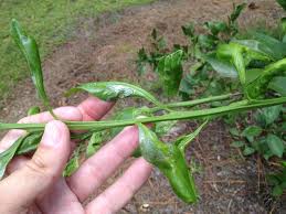 Integrated insect pest management for citrus in northern mediterranean countries. How To Control Citrus Leafminers Uga Cooperative Extension