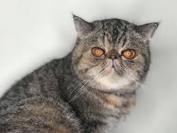 Ukpets found the following british shorthair for sale in the uk. Exotic Shorthair Ph Home Facebook