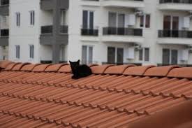 Bursa Nilufer De Kedi Kurtarma Seferberligi Bursada Bugun Bursa Bursa Haber Bursa Haberi Bursa Haberleri Bursa