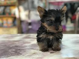 Teacup Yorkshire Terrier Yavrulari Kopek Satis
