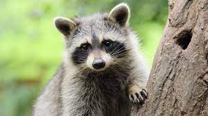 Raccoons can fit through many small holes. 10 Clever Facts About Raccoons Mental Floss