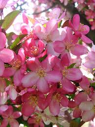 Maybe you would like to learn more about one of these? Find Camelot Flowering Crab Malus Camelot In Inver Grove Heights Minnesota Mn At Gertens Roseybloom Crabapp Crabapple Tree Flower Shop Amazing Gardens