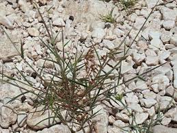 Image result for Tricholaena