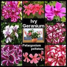 Ivy Geraniums Produce Gorgeous Flower Clusters Earthdragon S Endangered Species Ivy Geraniums Geraniums Geranium Plant