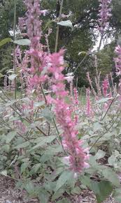 We did not find results for: Top Plant Performers Midwest Region Garden Center Magazine