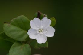 Image result for Evolvulus nummularius