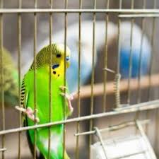 homemade birdcage cleaner recipes