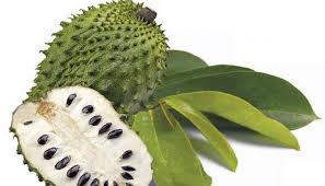 Khabar angin daun durian belanda. 7 Khasiat Utama Buah Durian Belanda Yang Perlu Anda Tahu