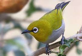 Download Suara Pleci Ngalas Durasi Panjang Mp3 Untuk Masteran Suaraburung Xyz Bird Species Bird Photography Beautiful Birds
