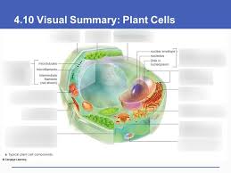 Maybe you would like to learn more about one of these? Plant Cell Diagram Quizlet