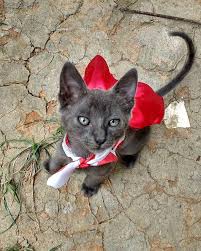 gladkosherstnye koshki nazvaniya foto opisanie 50 porod koshki