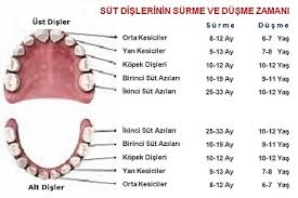 Dis Hekimi Ayse Naime Kor Altuntas Cocuk Disleri