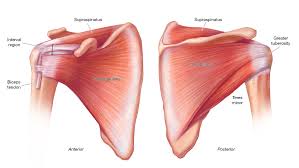 Image result for Rotator Cuff Rupture
