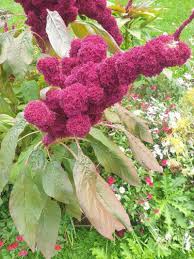 Image result for Amaranthus