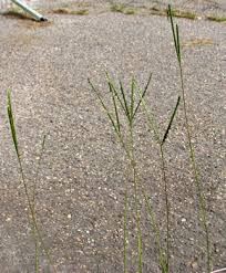 Image result for Paspalum notatum
