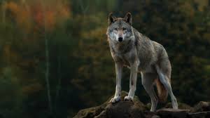 We've gathered more than 5 million images uploaded by our users and sorted them by the most popular ones. Wolf Hd Wallpaper 1920x1080 Id 56369 Wallpapervortex Com