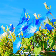 Image result for Ipomoea trinervia