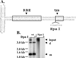 Image result for Black 1995 AAV