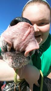Anyone else obsessed with photographing your dogs? I may have bought some  photography backdrops just to take some fun pics of my Rory. lol I couldn't  help myself.