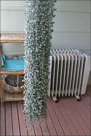 Image result for Ceropegia incana