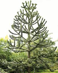 Image result for Arauk rie Araucaria