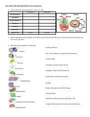 cell organelles pdf cell structure and processes practice