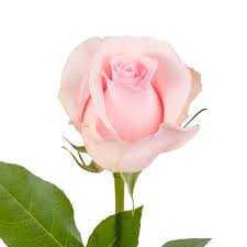 Well i think it cost $ 20 to $50. Light Pink Roses 50 Cm Fresh Cut Flowers 50 Stems Walmart Com Walmart Com