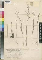 Image result for Genlisea africana