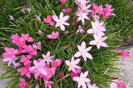 Image result for Zephyranthes minuta