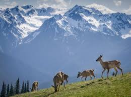 Olympic national park is primarily known for its temperate rain forest and hot springs. 11 Things You Didn T Know About Olympic National Park U S Department Of The Interior