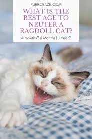 Spaying or neutering your pet is one of the cornerstones of pet ownership in the united states. This Is The Best Age To Neuter A Ragdoll Cat Purr Craze