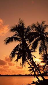 Title Palm Trees Whatsapp Wallpaper Hd Palm Trees Whatsapp Wallpaper Hd Https Whatsappwallpapers Com Palm Trees What Plaj Duvar Kagidi Turuncu Plaj