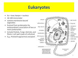 Cellulose molecules form small chains that attract to each other via hydrogen bonding, creating a dense crisscrossing matrix of cellulose microfibrils. Chapter 1 Cell As A Unit Of Life Ppt Download