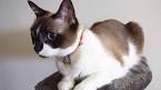 What Exactly is a Snowshoe Siamese Cat? - Kittentoob