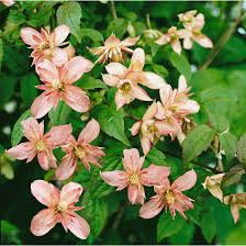 Clematis montana (mountain clematis also himalayan clematis or anemone clematis) is a flowering plant in the buttercup family ranunculaceae. Clematis Montana Marjorie Pflanzen Fur Dich De 5 95